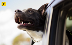 Si viajas con mascota evita distracciones: Utiliza el transportín o la rejilla divisoria por tu seguridad y la suya