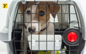 Si tu mascota viaja en un transportín es más seguro para todos, pero en caso de accidente ¿Sabes a quién tienes que llamar?